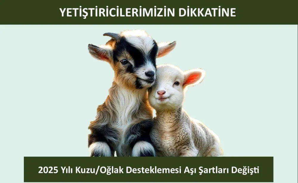 2025 Yılı Kuzu/Oğlak desteklemesi aşı şartları değişti